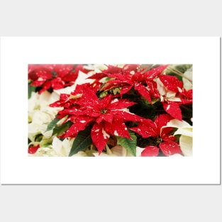 Festive Red & Cream Shimmer Surprise & Yellow Snow Poinsettias Posters and Art